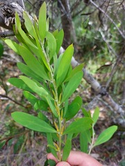Persoonia lanceolata