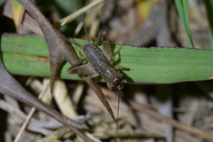 Lepidogryllus parvulus