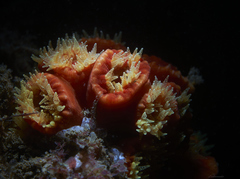 Australopsammia aurea