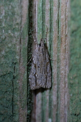 Eudonia bisinualis
