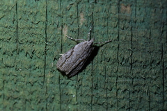 Eudonia bisinualis