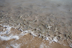 Leuresthes sardina