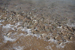 Leuresthes sardina