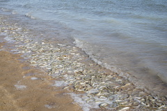 Leuresthes sardina