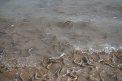 Leuresthes sardina