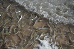 Leuresthes sardina