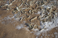 Leuresthes sardina
