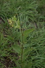 Asclepias ovata