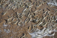 Leuresthes sardina