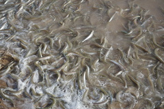 Leuresthes sardina