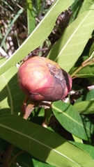 Ficus polyphlebia