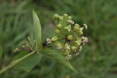 Asclepias ovata