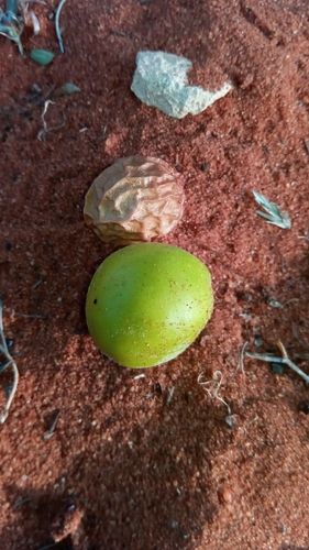 Givotia madagascariensis