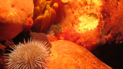 Chalaroderma ocellata