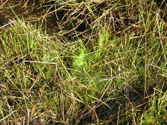 Cochlearia pyrenaica
