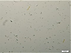 Cylindrotheca closterium