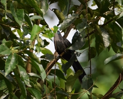 Ceuthmochares aereus