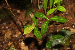 Tapeinosperma repandulum