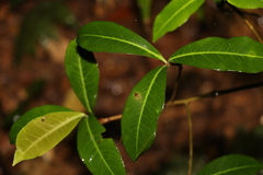 Tapeinosperma repandulum