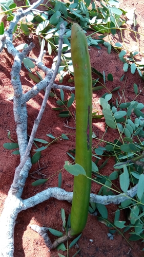 Delonix floribunda