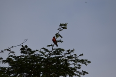 Malimbus erythrogaster