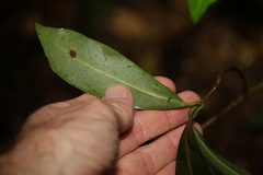 Tapeinosperma repandulum