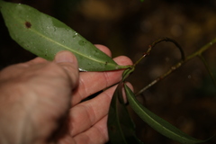 Tapeinosperma repandulum