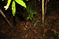 Tapeinosperma repandulum