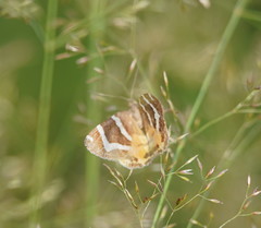 Chrysolarentia oxygona