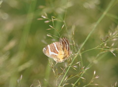 Chrysolarentia oxygona
