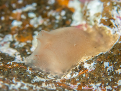 Phlebobranchia