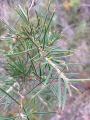 Hakea gibbosa