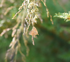 Chrysolarentia leucozona