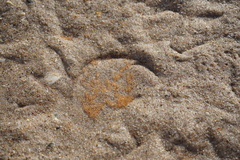 Leuresthes sardina