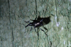 Scolopterus penicillatus
