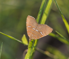 Chrysolarentia leucozona