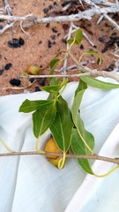 Cordia caffra image