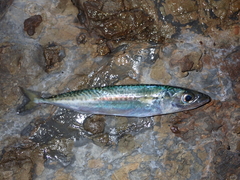 Scomber australasicus