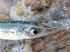 Scomber australasicus