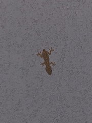 Tarentola mauritanica mauritanica