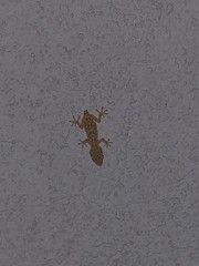 Tarentola mauritanica mauritanica