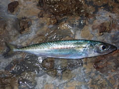 Scomber australasicus