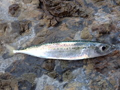 Scomber australasicus