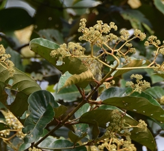 Pogoniulus scolopaceus