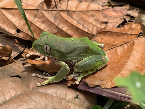 Common Forest Tree Frog