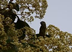 Pogoniulus scolopaceus