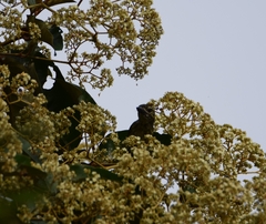 Pogoniulus scolopaceus