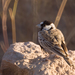 Black-crowned Sparrow-Lark - Photo (c) cesare dolzani, some rights reserved (CC BY-NC-SA)