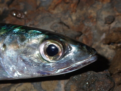 Scomber australasicus