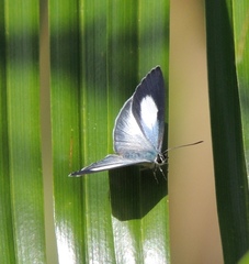 Eirmocides margarita